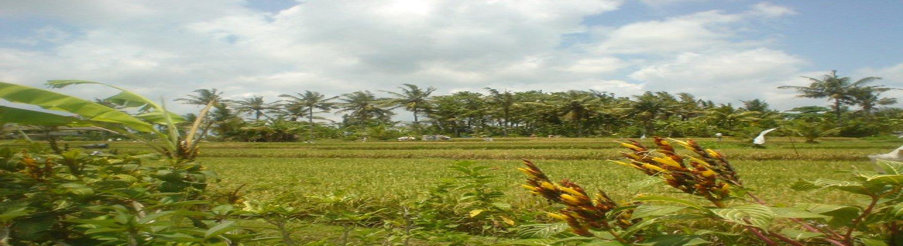 rice field 